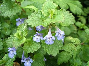 y.%20%20(Glechoma%20hederacea)%20Old%20Fosse%20Sapcote%20SP%205023%209277%20(taken%2023.5.2007)..JPG