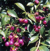 Lilly Pilly.jpg