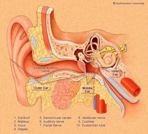 ear.jpg