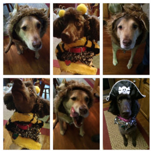 halloween pups.jpg halloween pups.jpg