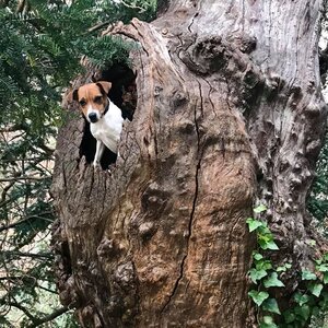 moxie-tree-up.jpg