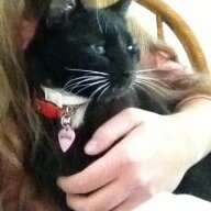 Kittytat