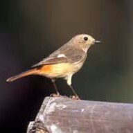 bird