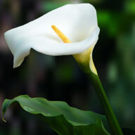 CallaLily