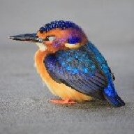 snowquail