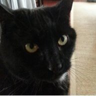 Catman