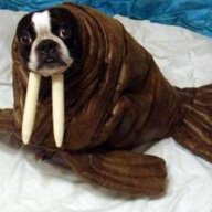 Tomuk