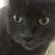 Gothmog