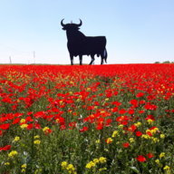 Covanera