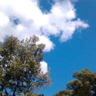Aroha
