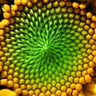 Sunflowergirl
