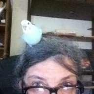 Turtlebudgie