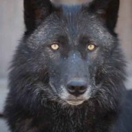 Graywolf