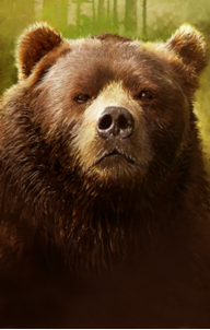 Wilson the bear