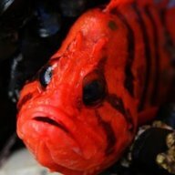 AngryFish
