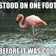 Flamingo
