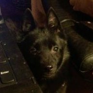Bandit