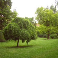 Marijan