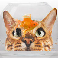fish_bowl_head