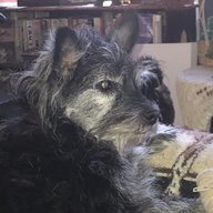 Renae Perpetua