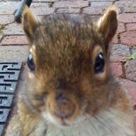 RocketJSquirrel