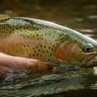 FlyFish