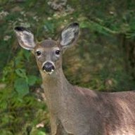 Whitedoe7