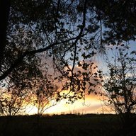 jastrees