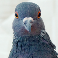 Petronius
