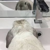 Lulu Rabbit