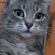 Peppermint
