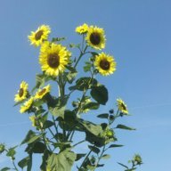 Sunnytime
