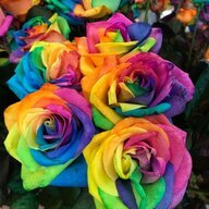 Rose Marie