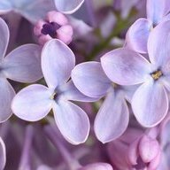 ~Lilac~