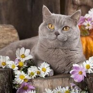 BritishShorthair