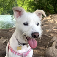 WestHighlandWoof