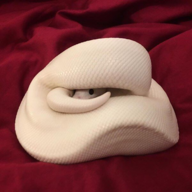 Lebguy