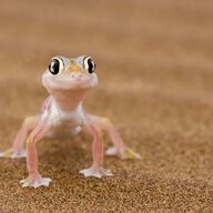 Coolgecko96