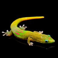 Gecko