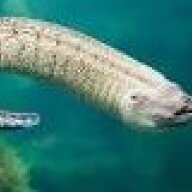 Enchanted_eel
