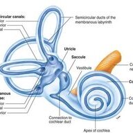 Vestibular