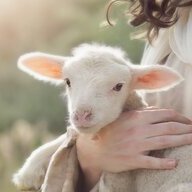Dann_sheep