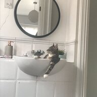reynard