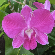 laniha