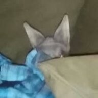 LynM