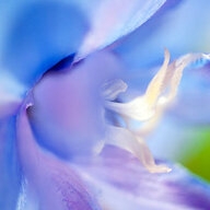 Larkspur