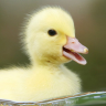 oatsey