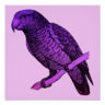 Purple Parrot