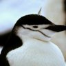unicorn penguin
