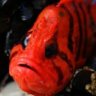 AngryFish